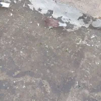 جوجه