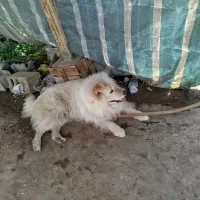 سگ چائو چائو البته قاطی داره نژاد سگ