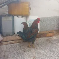 یک خروس ویک مرغ