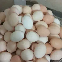 تخم مرغ محلی