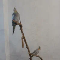 عروس هلندی نر و ماده
