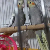 دو عدد عروس هلندی ۵ ماهه