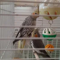 جوجه عروس هلندی