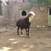 قوچ غزل