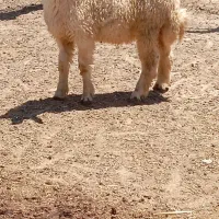 بره و گوسفند بره