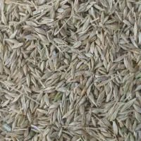 خریدار جو و گندم