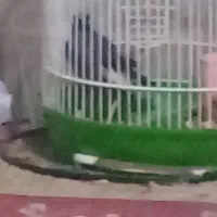 مینا