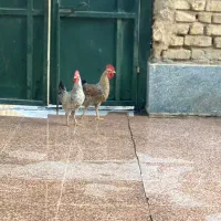 خروس محلی