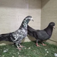 ۲ عدد چینا و سبز ماده نیلا در بندر دیلم