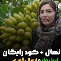 فروش نهال هلو بادام انگور مرکبات گردو صنوبر گلدانی