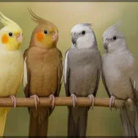 عروس هلندی