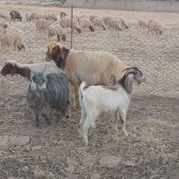 دو راس بزغاله نر درجه یک