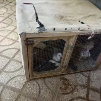 قفس