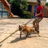 آموزش و نگهداری تخصصی سگ گارد و نگهبان در لویال پت
