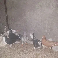 ۶ جفت نرو ماده درجه یک