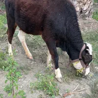 گستر گاو سیمینتال