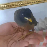 جوجه مینا مناسب آموزش