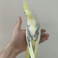 جوجه دوکت لوتینو زعفرانی و جفت مولد با تخم