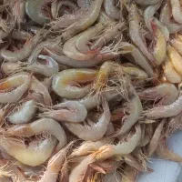 سره،  سرتیز ، درشت ،تازه