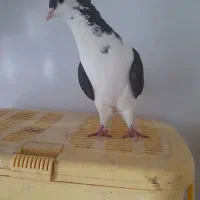 ساده کاکلی و افشین سرخس