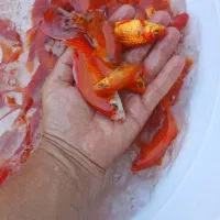 ماهی قرمز. طعمه. شکار اردک ماهی