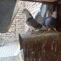 شازده سبز
