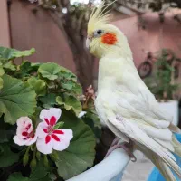 عروس هلندی لوتینو ماده
