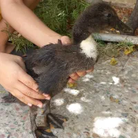 اردک دو ماهه