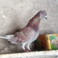 کفتر