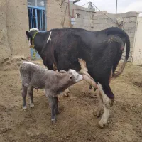 گاو سمینتال با گوساله بلژیکی نر