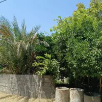 زمین-مسکونی-بافت-ساحلی-دیوارکشی-شده-قواره-مستطیل