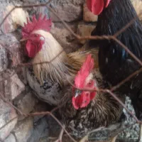 3عدد خروس|حیوانات مزرعه|اسفراین, |دیوار