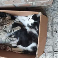 گربه