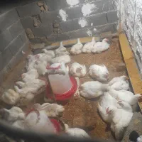 مرغ گوشتی بدون دارو