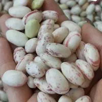 لوبیا  چیتی تر فریزری