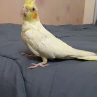 عروس هلند