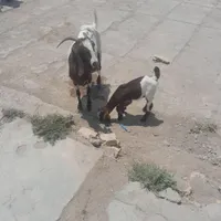 بز پاکستانی با سه تا کره اسماعیل اباد نوق|حیوانات مزرعه|رفسنجان, |دیوار