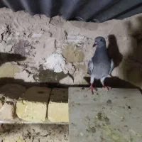 کبوتر