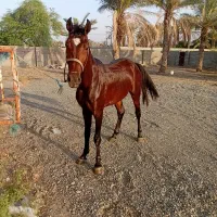 فروش نریون سواری