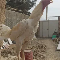 تخم مرغ لاری از مولدین فوق