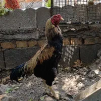 خروس لاری