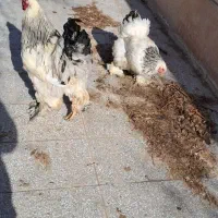 تخم برهما نطفه دار