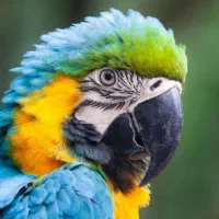 خرید و فروش انواع پرنده و ماهی