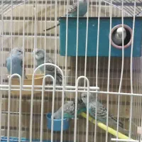 مرغ عشق جفت با دوجوجه هفت روزه و چهارتا سه ماهه