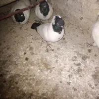 کفتر کبوتر پرستویی