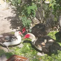 اردک اسراییلی