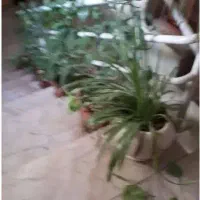 گل طبیعی همراه با گلدان