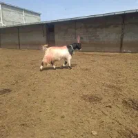 بزقاله شاخ دیک