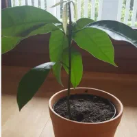 گیاه انبه