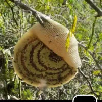 عسل طبیعی کیلو یک ملیون شش صد ارزان تر از همه جا